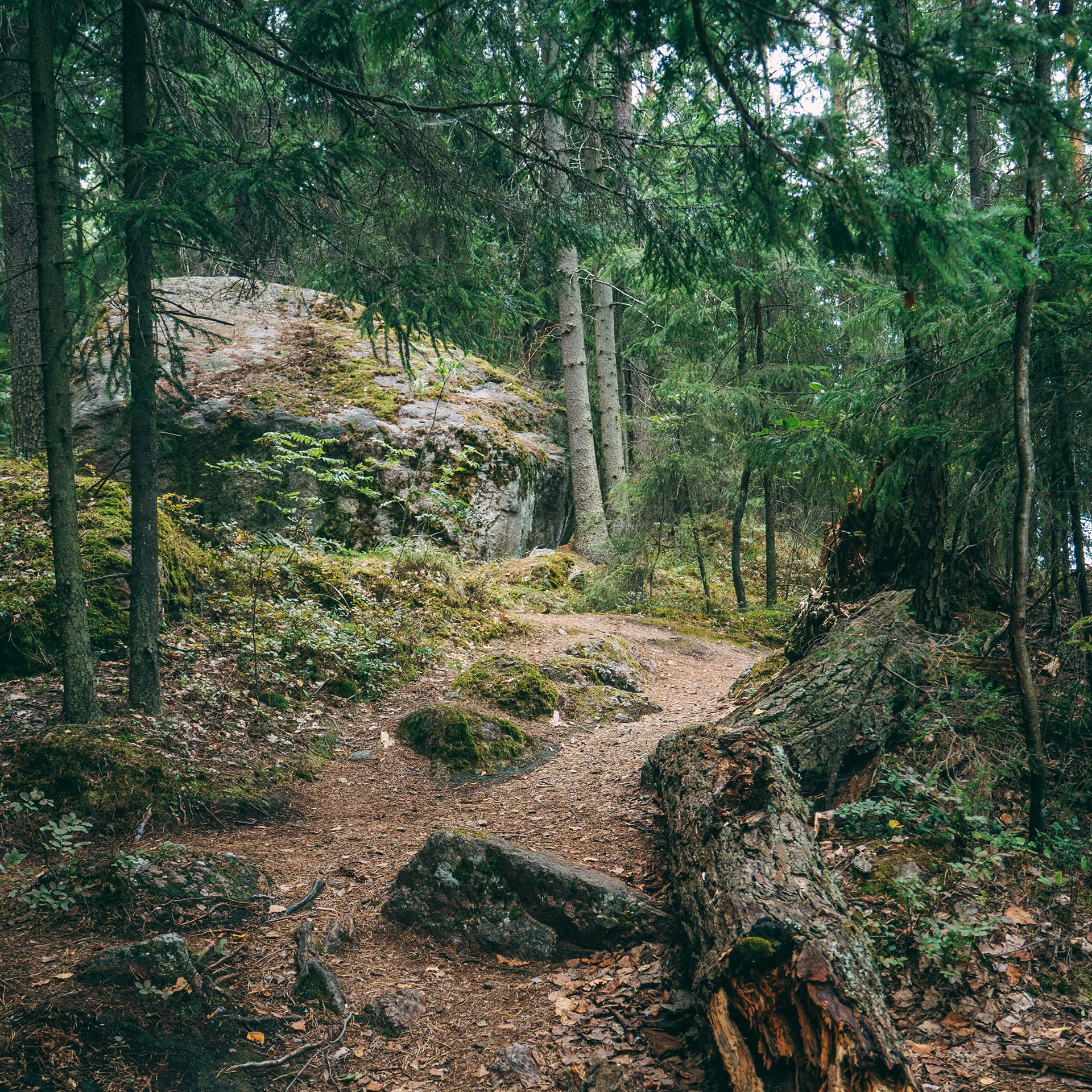 Naturbild med grön skog